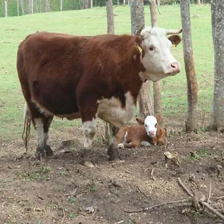 Séjour à la ferme Roosu Talu Sulbi