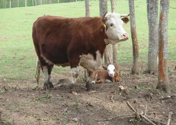 Farm stay Roosu Talu Sulbi